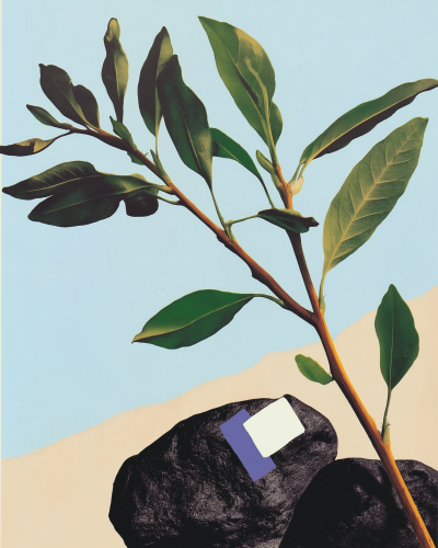 Serene Still Life