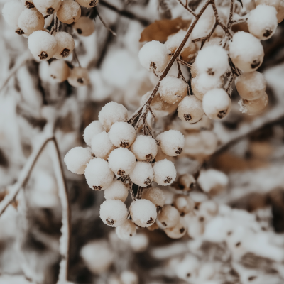 Close Up of Winter Berries