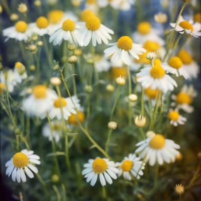 Chamomile Flowers Closeup