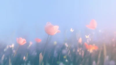 Morning Tulip Meadow