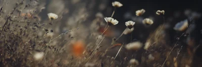 Field of Flowers