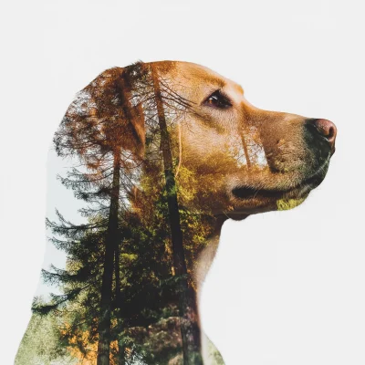 Double Exposure Labrador