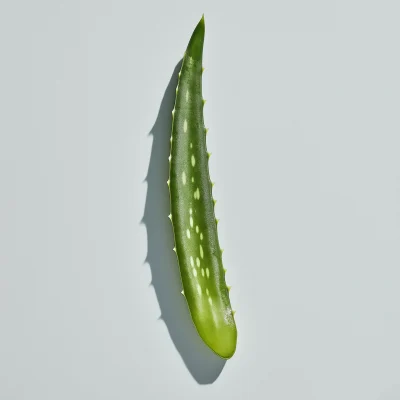 Aloe Vera Leaf