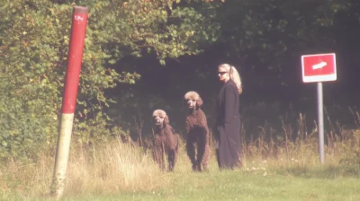 Woman Walking Poodles in Vondelpark