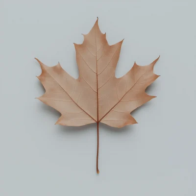 Realistic Autumn Maple Leaf