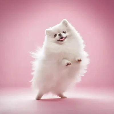 Playful Pomeranian