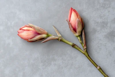 Unopened Plumeria Flower Bud