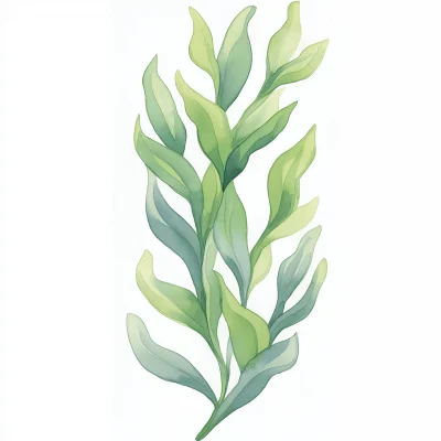 Soft Green Seaweed