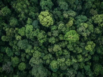 Aerial View of Dense Forest