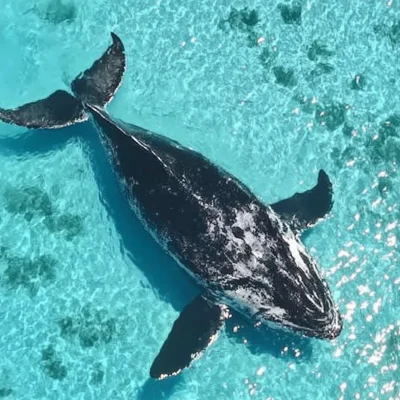 Blue Whale in Ocean