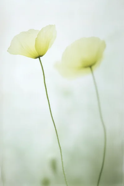 Ethereal Poppies