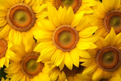 Field of Sunflowers