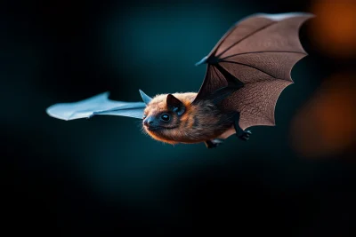 Close Up of a Bat