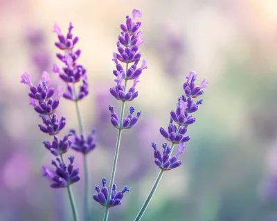 Botanical Lavender Illustration