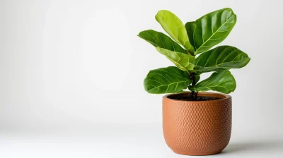Potted Fiddle Leaf Fig