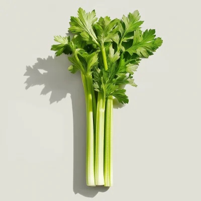 Celery Stalk in Morning Light