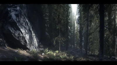 Forest Boulder in Morning Light