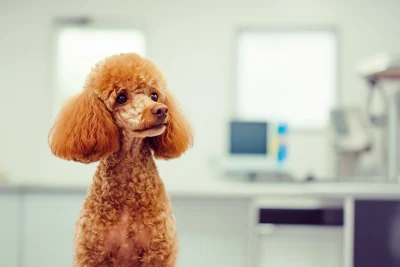 Brown Poodle at the Vet