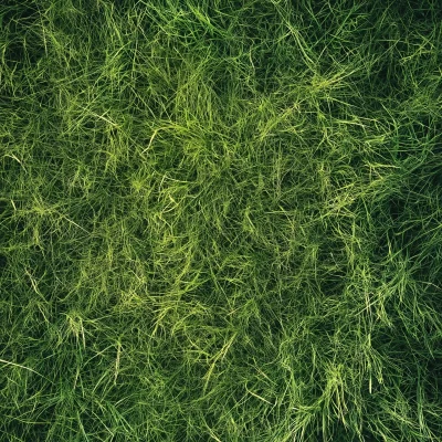 Field of Grass from Above