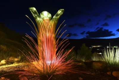 Mountain Aloe with Colorful Flowers