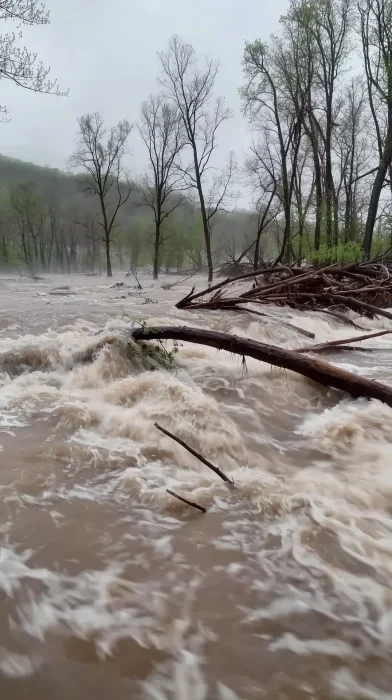 Flooded River with Tree Branches