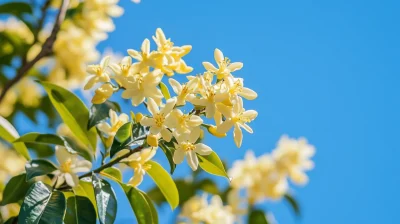 Blooming Osmanthus