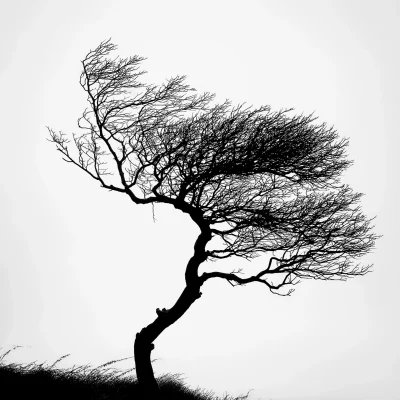 Wind Shaped Tree Silhouette