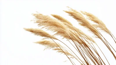 Reed on White Background