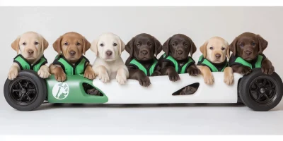 Puppies in Service Vests