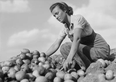 Vintage Potato Plantation Poster