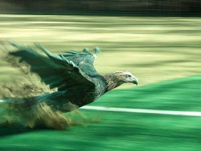 Eagles Playing Football