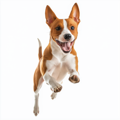 Jumping Basenji