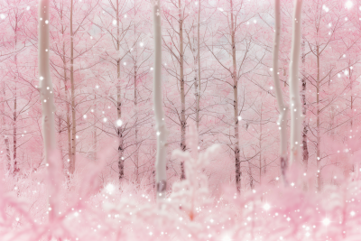 Magical White Forest