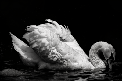 Elegant White Swan