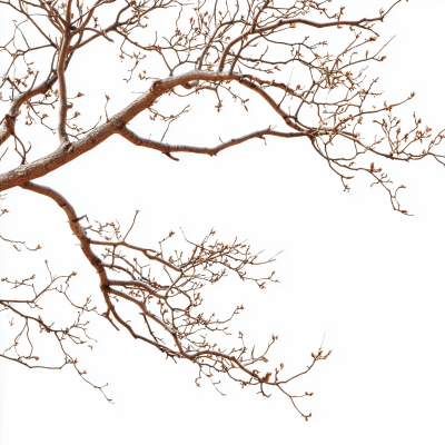 Leafless Tree Branches