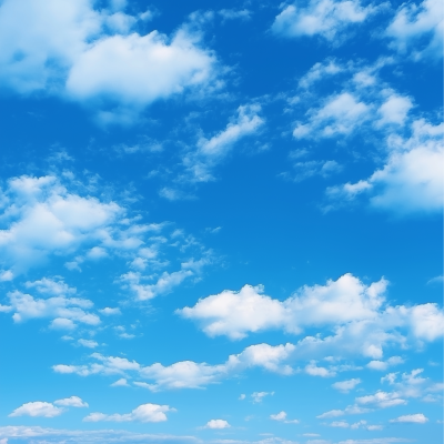 Forest Under a Blue Sky