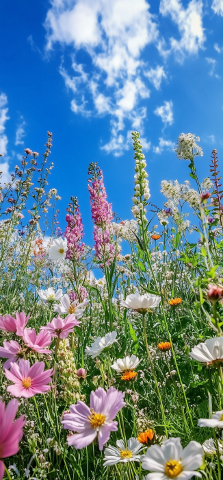 Southern Garden in Bloom