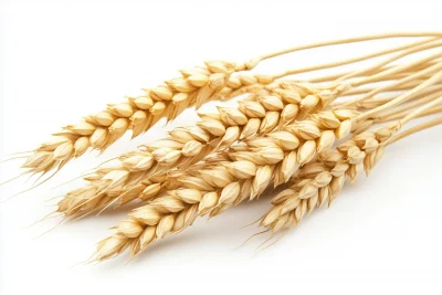 Wheat Ears