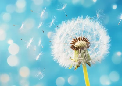 Dandelion Seeds in the Sky