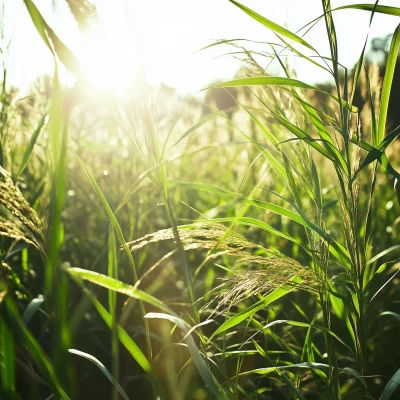 Sunlit Reed Farmland