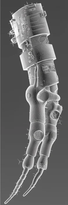 Scifi Robotic Insect