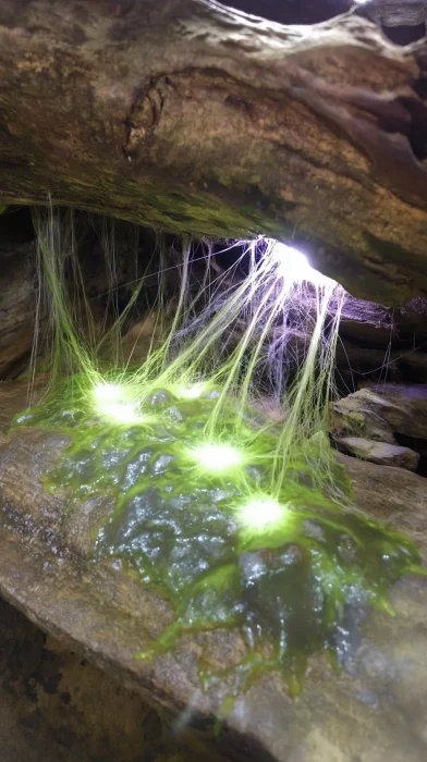 Glowing Mycelium