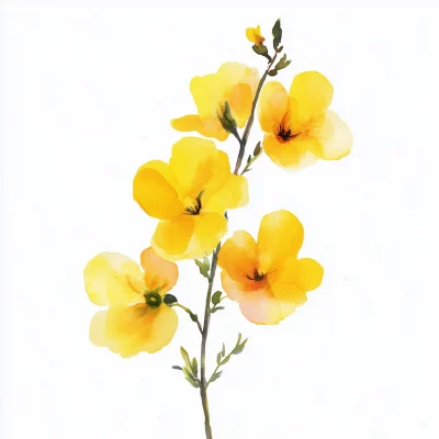 Watercolor Rapeseed Flowers