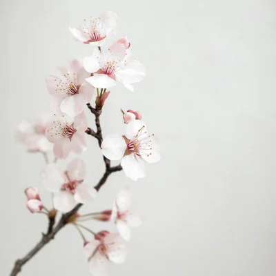 Cherry Blossom Branch