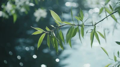 Qingming Festival