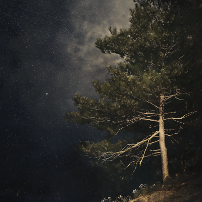 Starry Night with Pine Tree