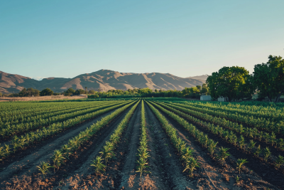 California Sunset Cultivation