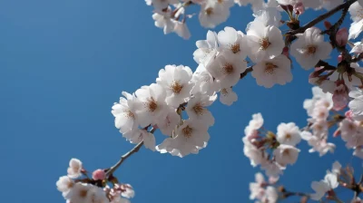 Cherry Blossoms in Bloom