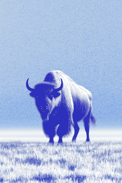 Bison in Wyoming