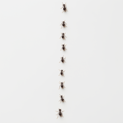 Ants in a Line